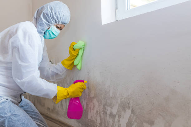 Mold Odor Removal Services in Spring Valley Lake, CA